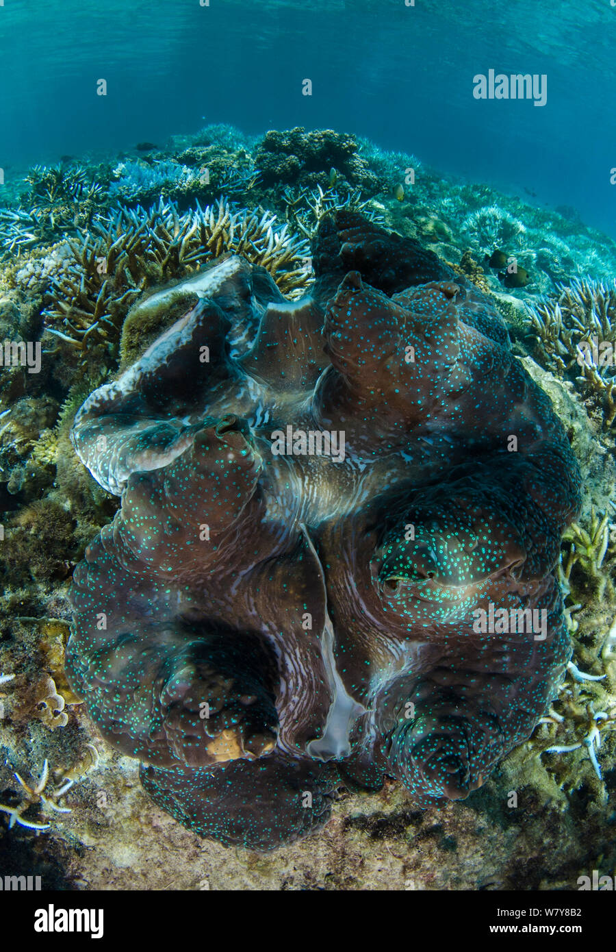 Riesenmuschel (Tridacna gigas) geöffnet, in Mantel. Fidschi, South Pacific. Stockfoto