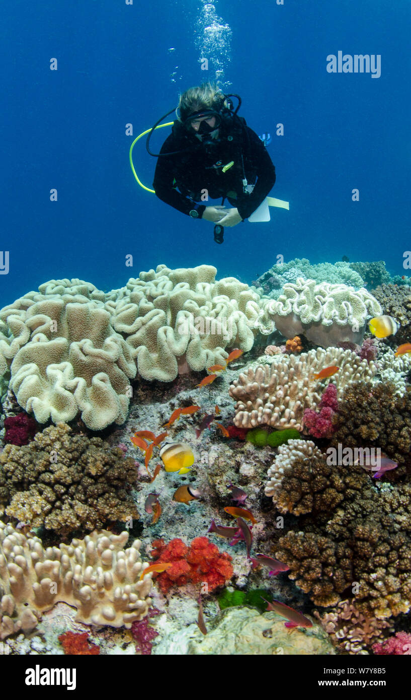 Taucher und Fisch über Leder Korallen (alcyonacea) Reef, Fidschi, Südpazifik, Juli 2014. Stockfoto