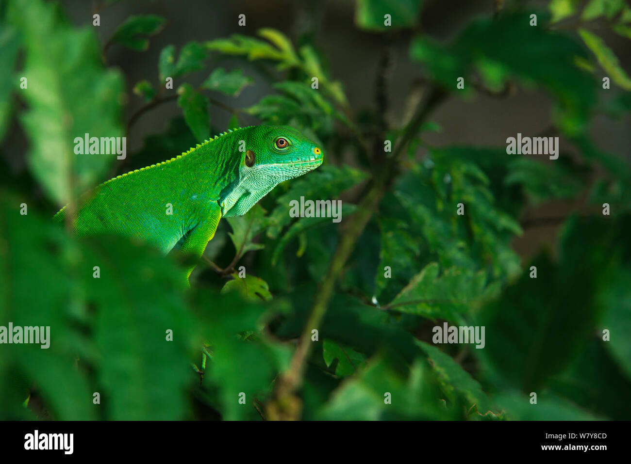 Fidschi Kurzkammleguan (Brachylophus fasciatus) Fidschi, South Pacific. Captive, endemisch auf Fidschi, gefährdete Arten. Stockfoto