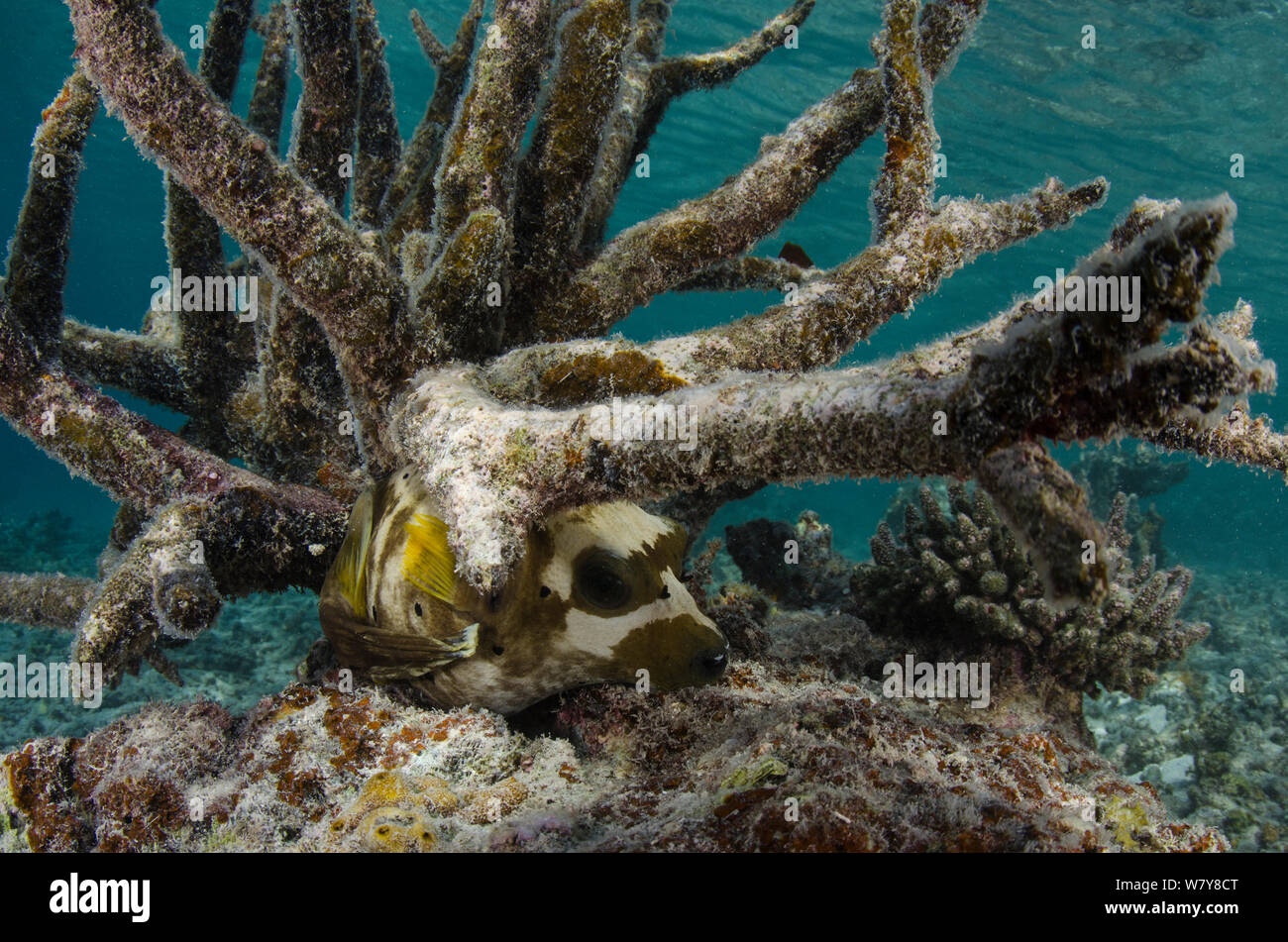 Blackspotted Puffer (Arothron nigropunctatus) unter Korallen, Rainbow Reef, Fiji, Südsee. Stockfoto