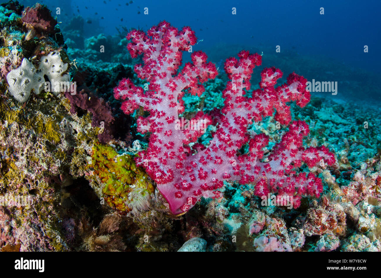 Weichkorallen (Dendronephthya sp) Rainbow Reef, Fiji, Südsee. Stockfoto