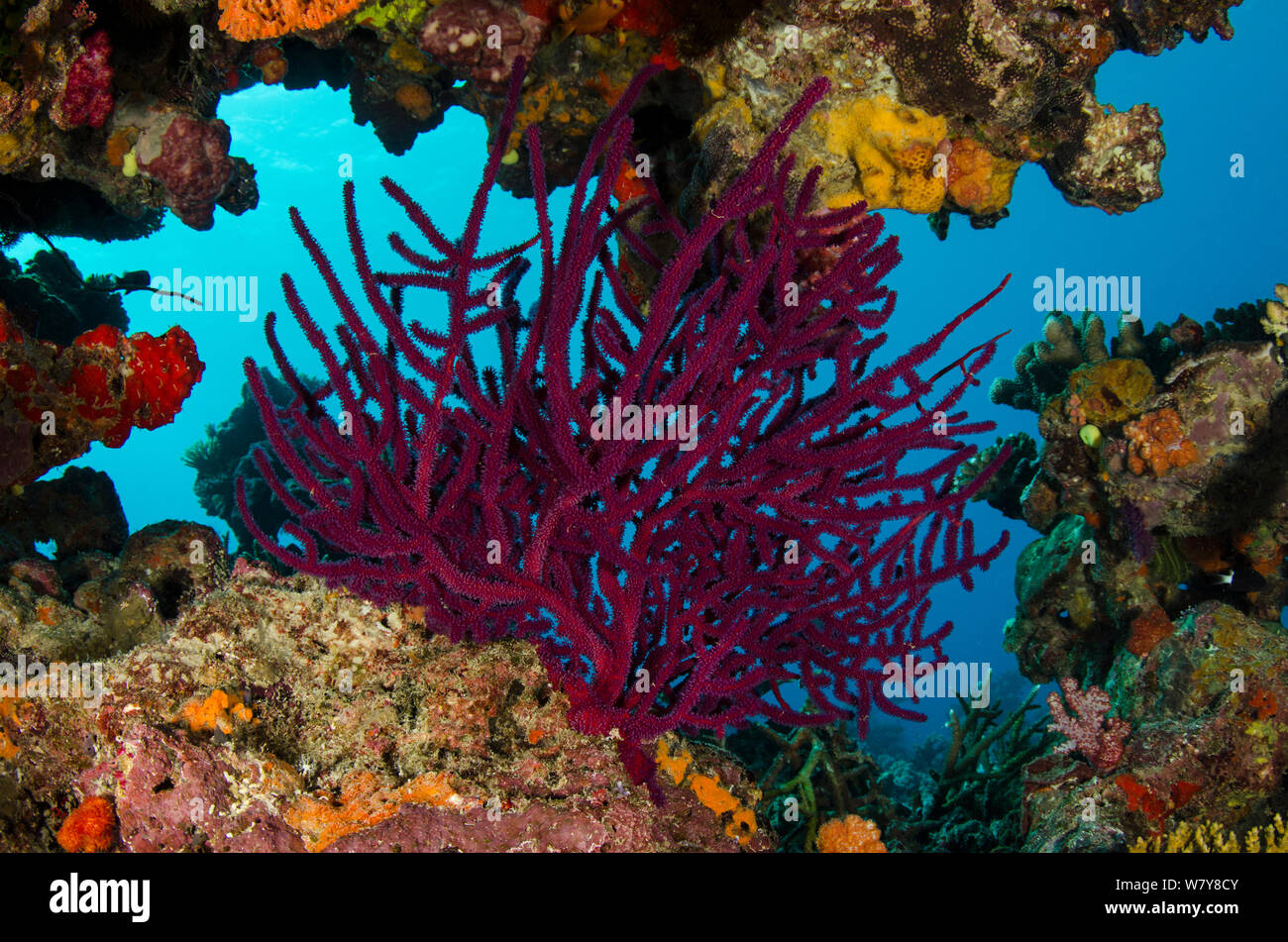 Gorgonie Weichkorallen (alcyonacea) Rainbow Reef, Fiji, Südsee. Stockfoto