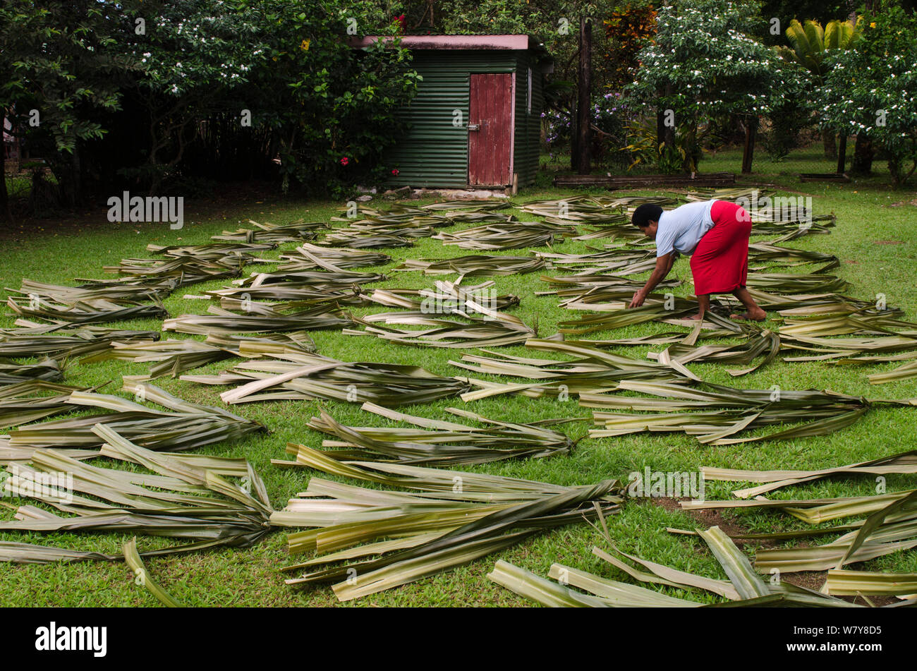 Frau trocknen Pandanus Palmblättern (Pandanus sp) Matten zu machen. Bouma National Park, Fidschi, Südpazifik, Juli 2014. Stockfoto