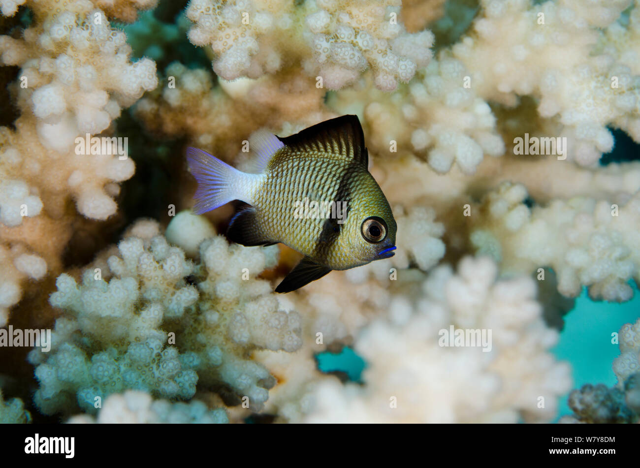 Aus vernetztem dascyllus (Dascyllus reticulatus) Rainbow Reef, Fiji, Südsee. Stockfoto
