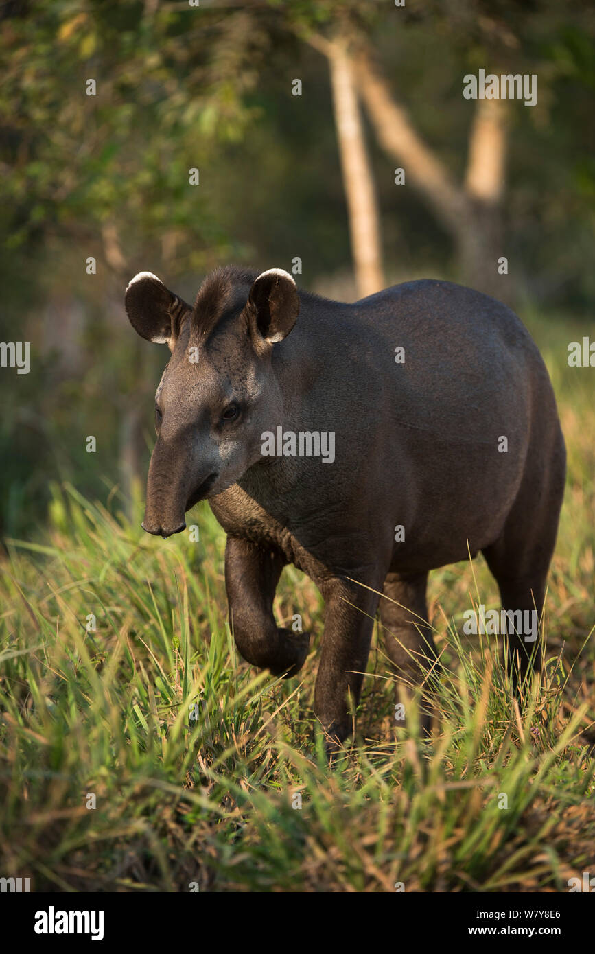 Brazilian Tapir (Tapirus terrestris) wandern. Nördlichen Pantanal, Mato Grosso, Brasilien. Stockfoto