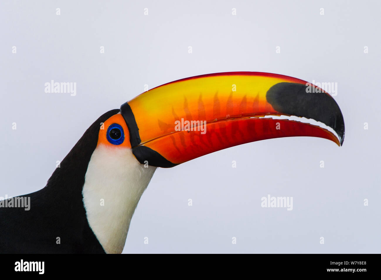 Riesentukan (Ramphastos toco) Portrait. Nördlichen Pantanal, Mato Grosso, Brasilien. Stockfoto