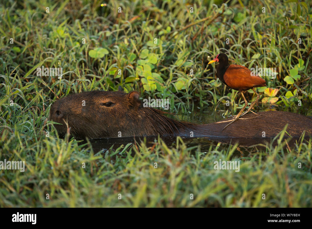 Capybara (Hydrochoerus hydrochaeris) mit Gelbstirn-blatthühnchen jacana (Jacana jacana) auf der Rückseite. Nördlichen Pantanal, Mato Grosso, Brasilien. Stockfoto