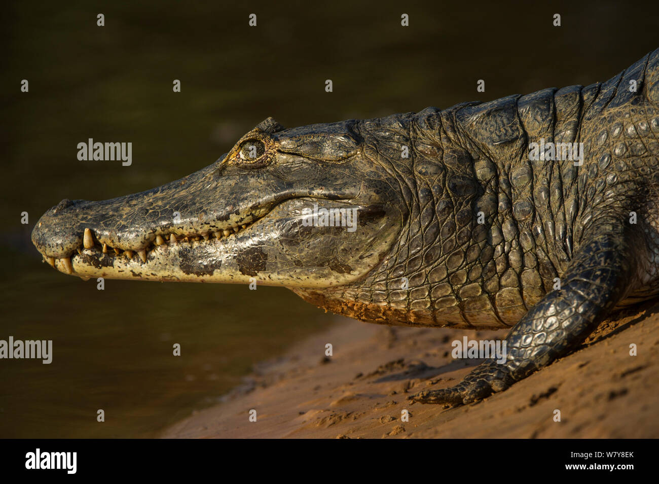 Yacare Kaimane (Caiman yacare) nördlichen Pantanal, Mato Grosso, Brasilien. Stockfoto