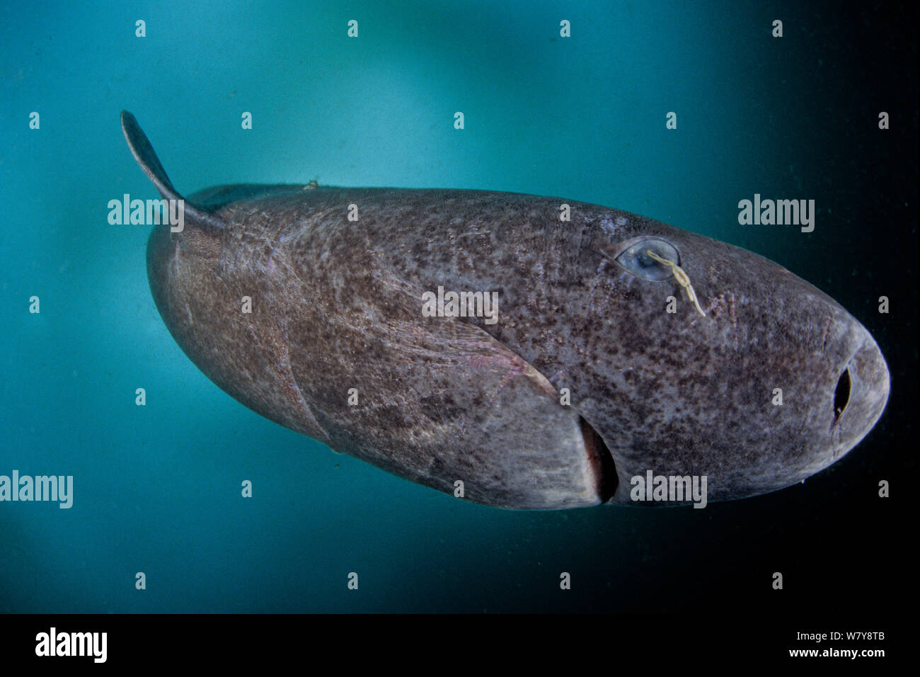 Grönlandhai (Somniosus Microcephalus) mit parasitischen Copepoden (Ommatokoita Elongata), unter Eis, Lancaster Sound, Nunavut, nördlichen Baffin Island, Kanada, Arktis. Stockfoto