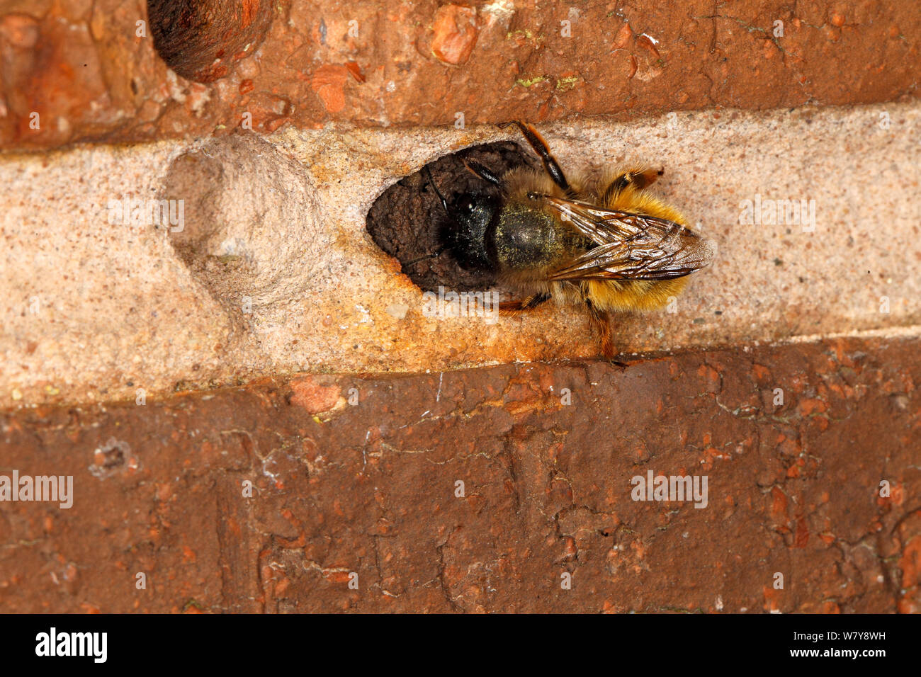 Red mason Bee (Osmia rufa) Abdichtung nest Loch in der Mauer. Cheshire UK, Mai. Stockfoto