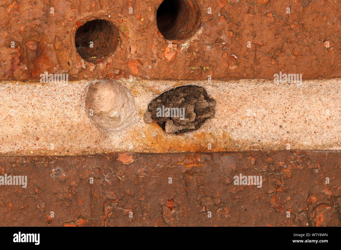 Red mason Bee (Osmia rufa) versiegelt nest Loch in der Mauer. Cheshire UK, Mai. Stockfoto