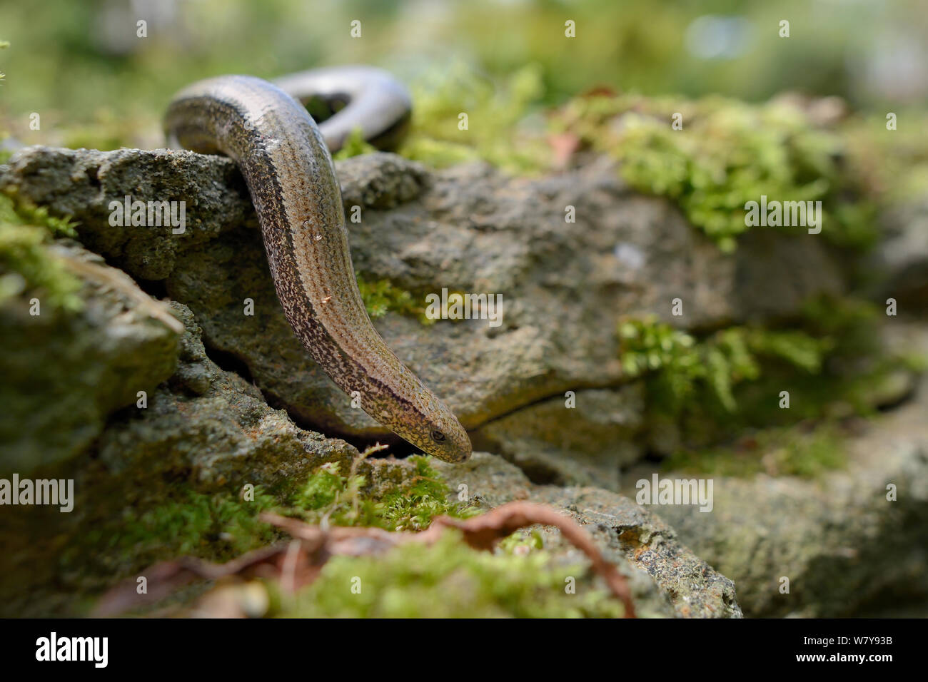 Slow worm (Anguis fragilis) unterwegs über eine Gartenmauer, Wiltshire, Großbritannien, Juli. Stockfoto