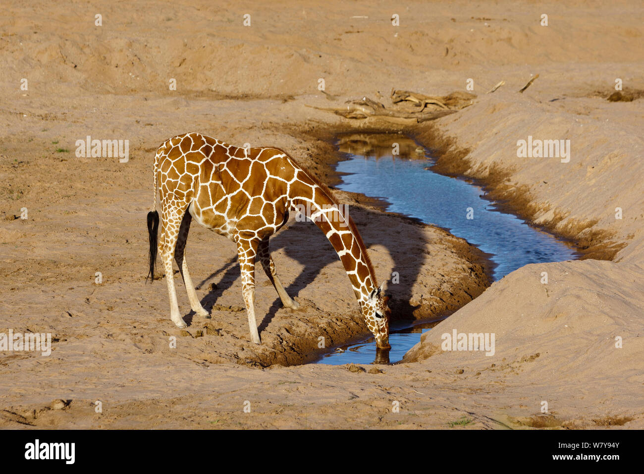 Netzgiraffe (Giraffa Camelopardalis reticulata) Alkoholkonsum von einer Pfütze in einem trockenen Flussbett, Samburu Game Reserve, Kenia. Februar. Stockfoto