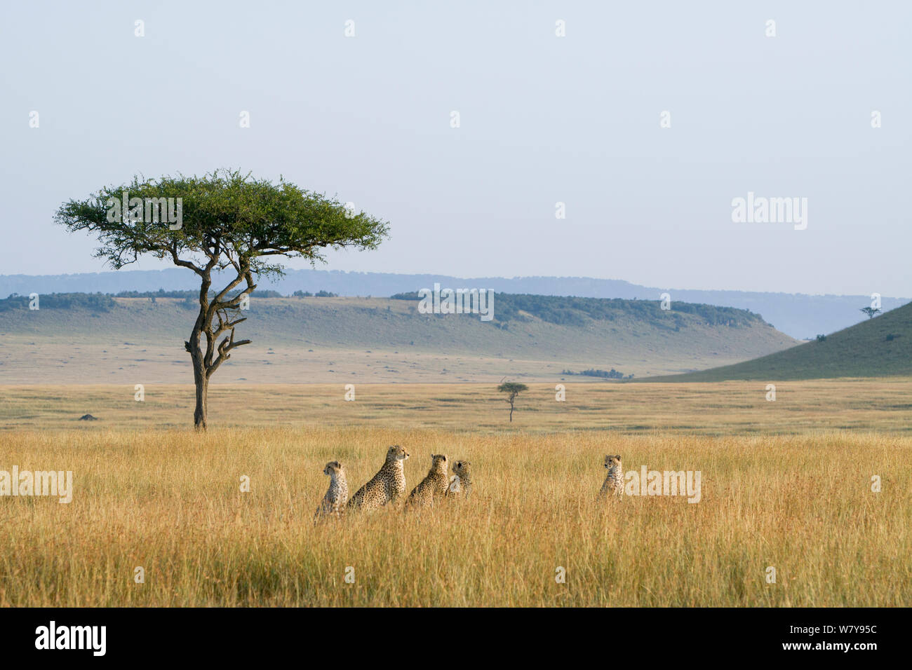 Gepard (Acinonyx jubatus) Weibchen mit Jungen in langen Gras sitzen während der trockenen Jahreszeit, Masai-Mara Game Reserve, Kenia. März. Stockfoto