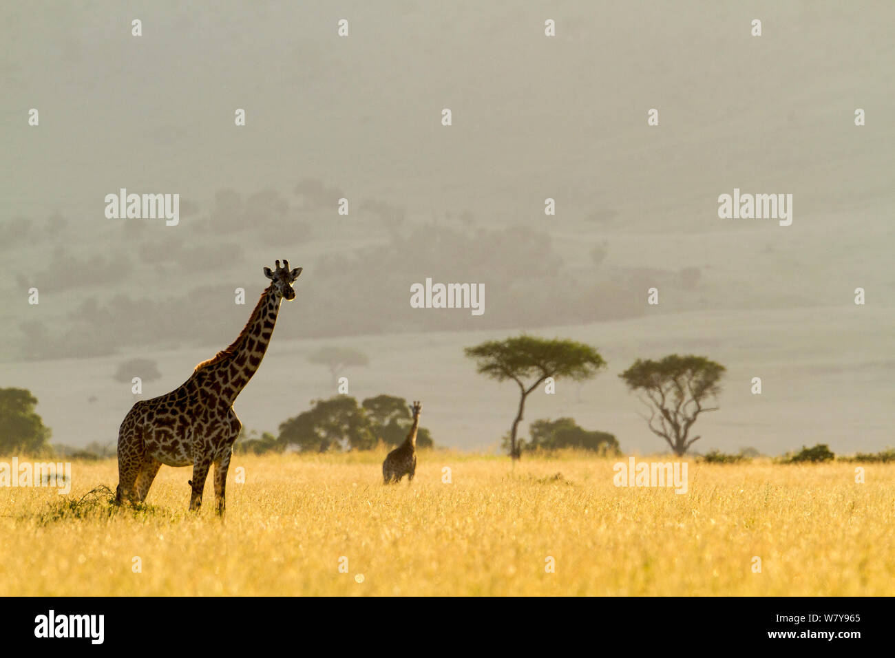 Masai Giraffen (Giraffa Camelopardalis tippelskirchi) in der trockenen Jahreszeit, Masai-Mara Game Reserve, Kenia. März. Stockfoto