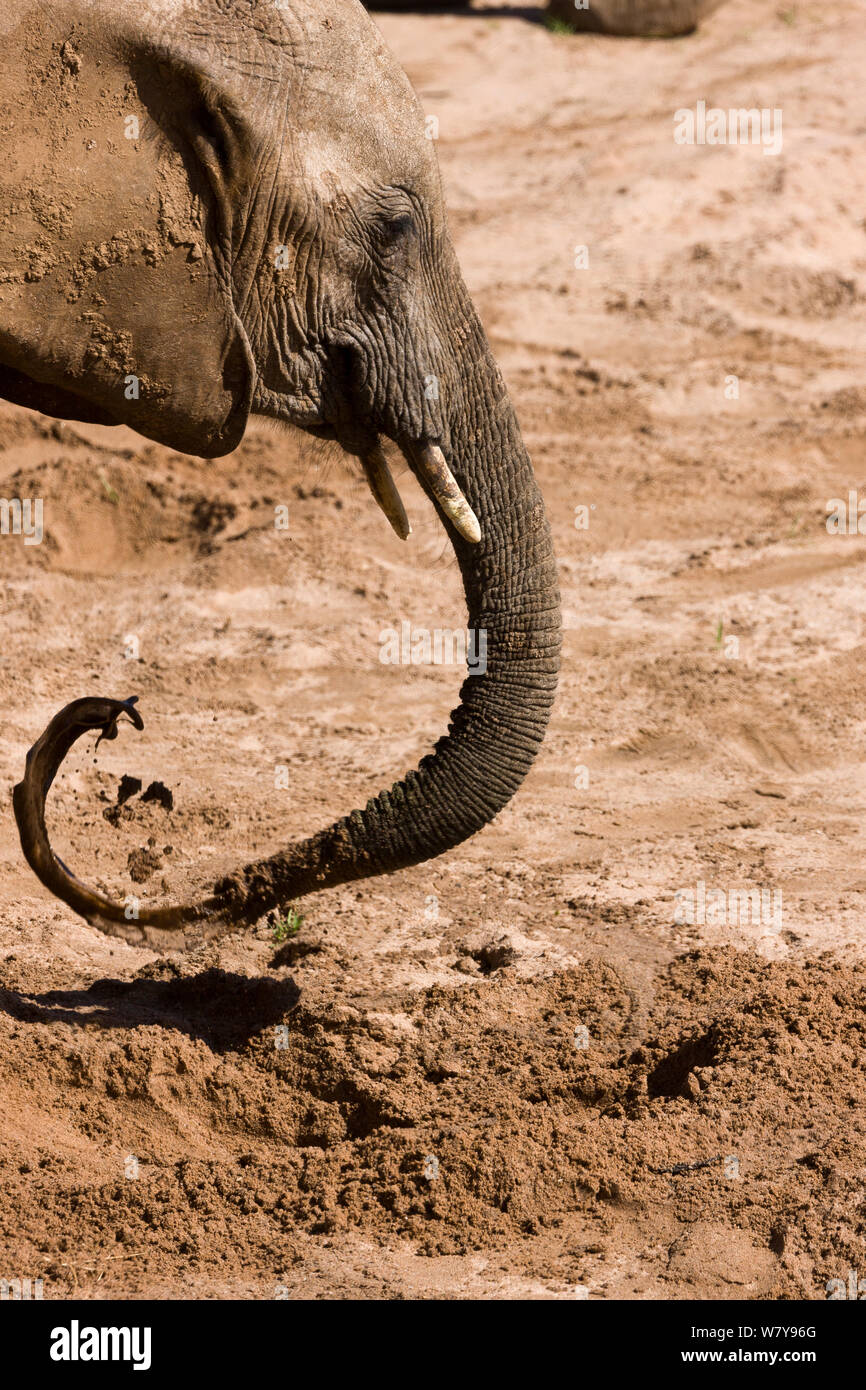 Afrikanischer Elefant (Loxodonta africana) Graben nach Wasser in einem trockenen Flussbett, Samburu Game Reserve, Kenia. Februar. Stockfoto