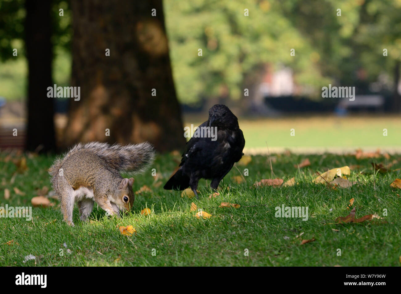 Graue Eichhörnchen (Sciurus carolinensis) vergraben, Erdnuss, die ihm von Touristen in Rasen, beobachtet von Nebelkrähe (Corvus corone) Wer wird dann den Cache später stehlen, St. James&#39;s Park, London, UK, September. Stockfoto