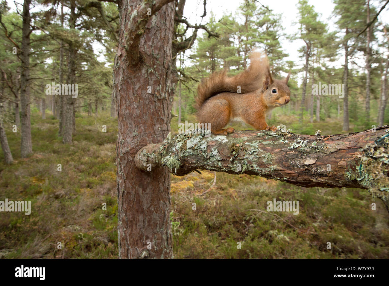 Eichhörnchen (Sciurus vulgaris) auf Zweig, Black Isle, Schottland, Großbritannien, Februar. Stockfoto