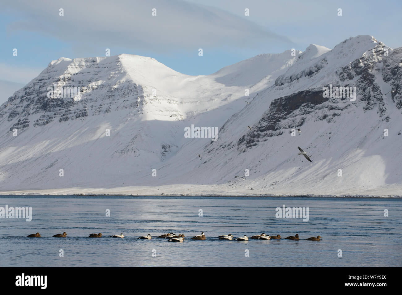 Gemeinsame Eiderente (Somateria Mollissima) Herde auf Wasser und Berge, Snaefellsness Halbinsel, Island, März 2014. Stockfoto