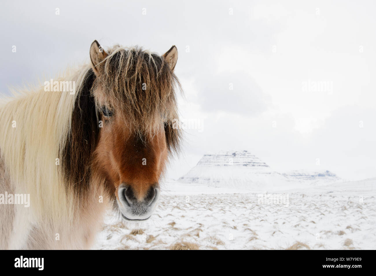 Portrait von Islandpferd im Schnee vor der Kirkjufell Berg, Halbinsel Snaefellsnes, Island, März. Stockfoto