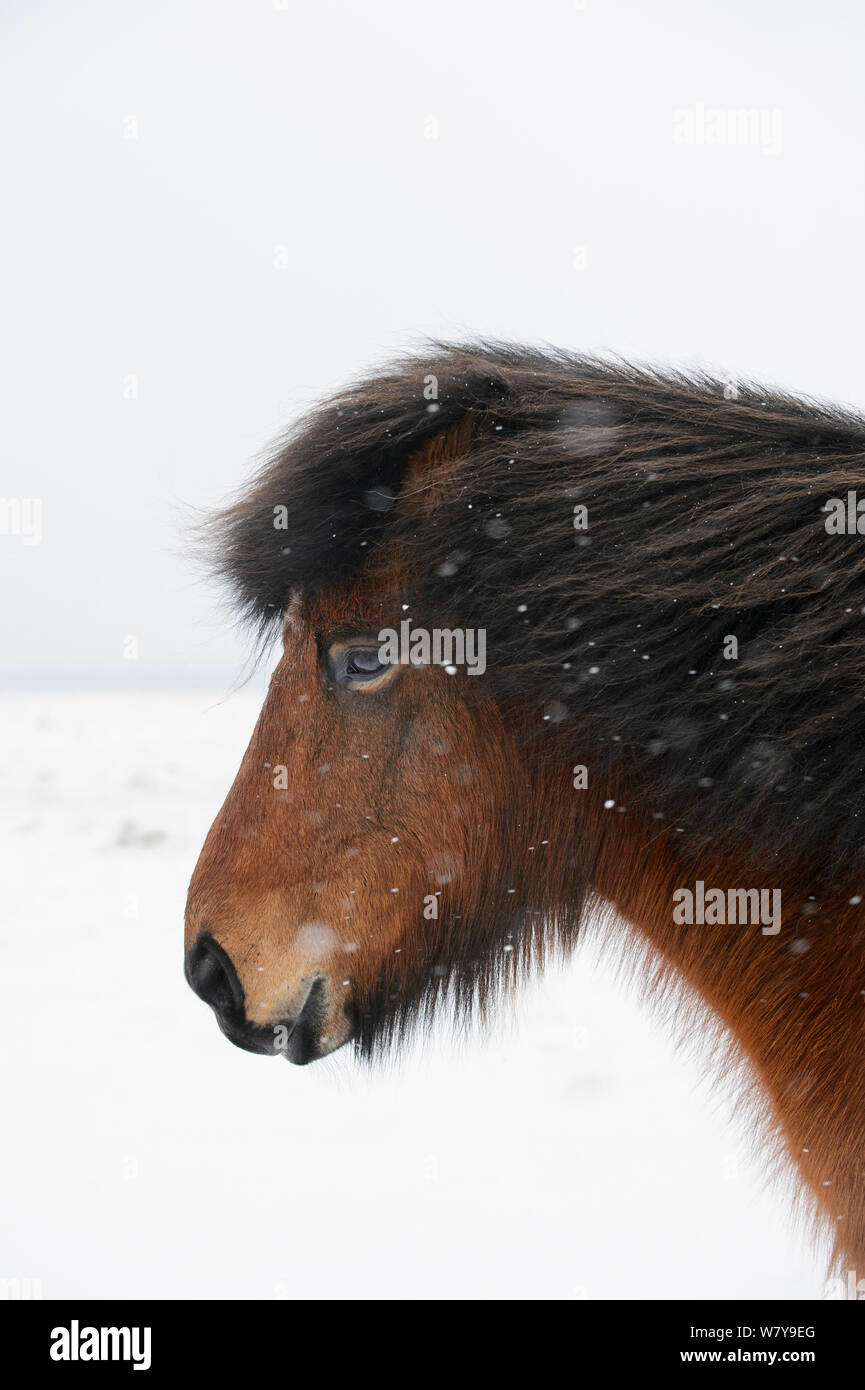 Bucht Islandpferd Portrait, Halbinsel Snaefellsnes, Island, März. Stockfoto