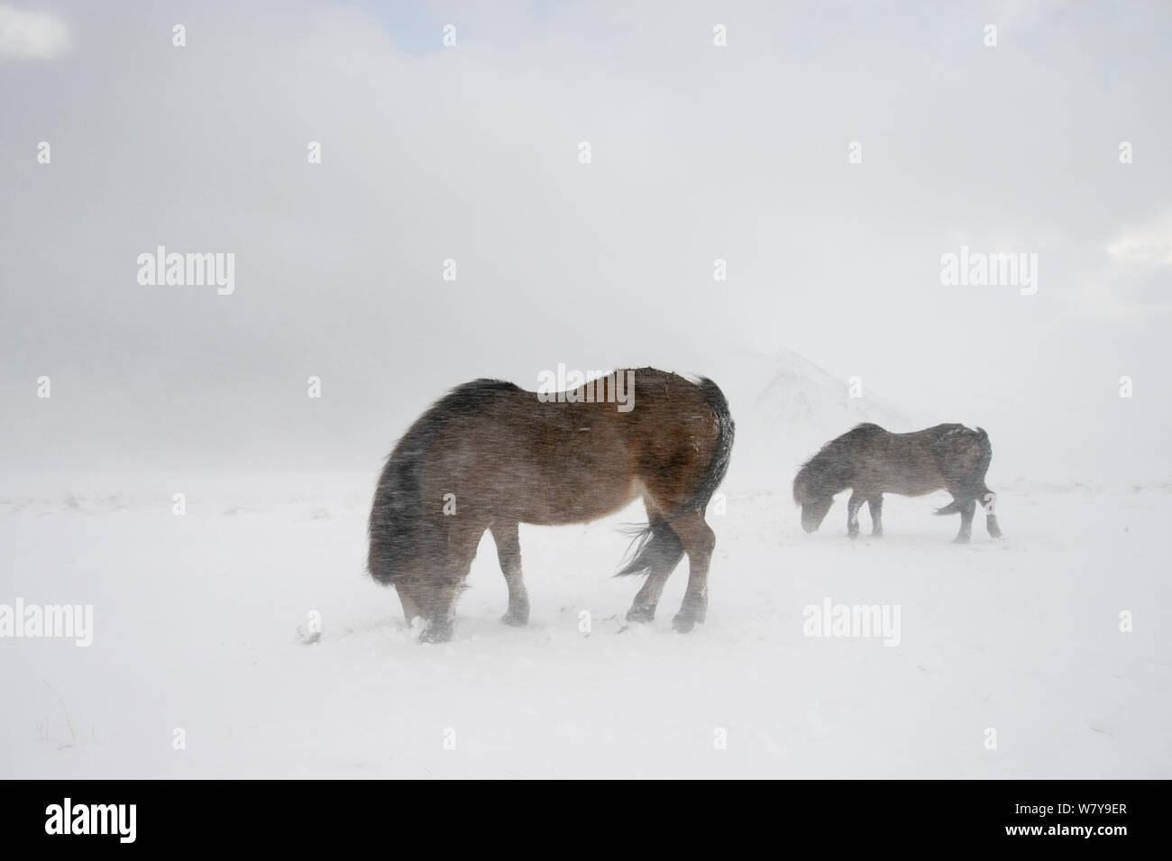 Zwei bay Isländische Pferde Fütterung im Schnee, Halbinsel Snaefellsnes, Island, März. Stockfoto