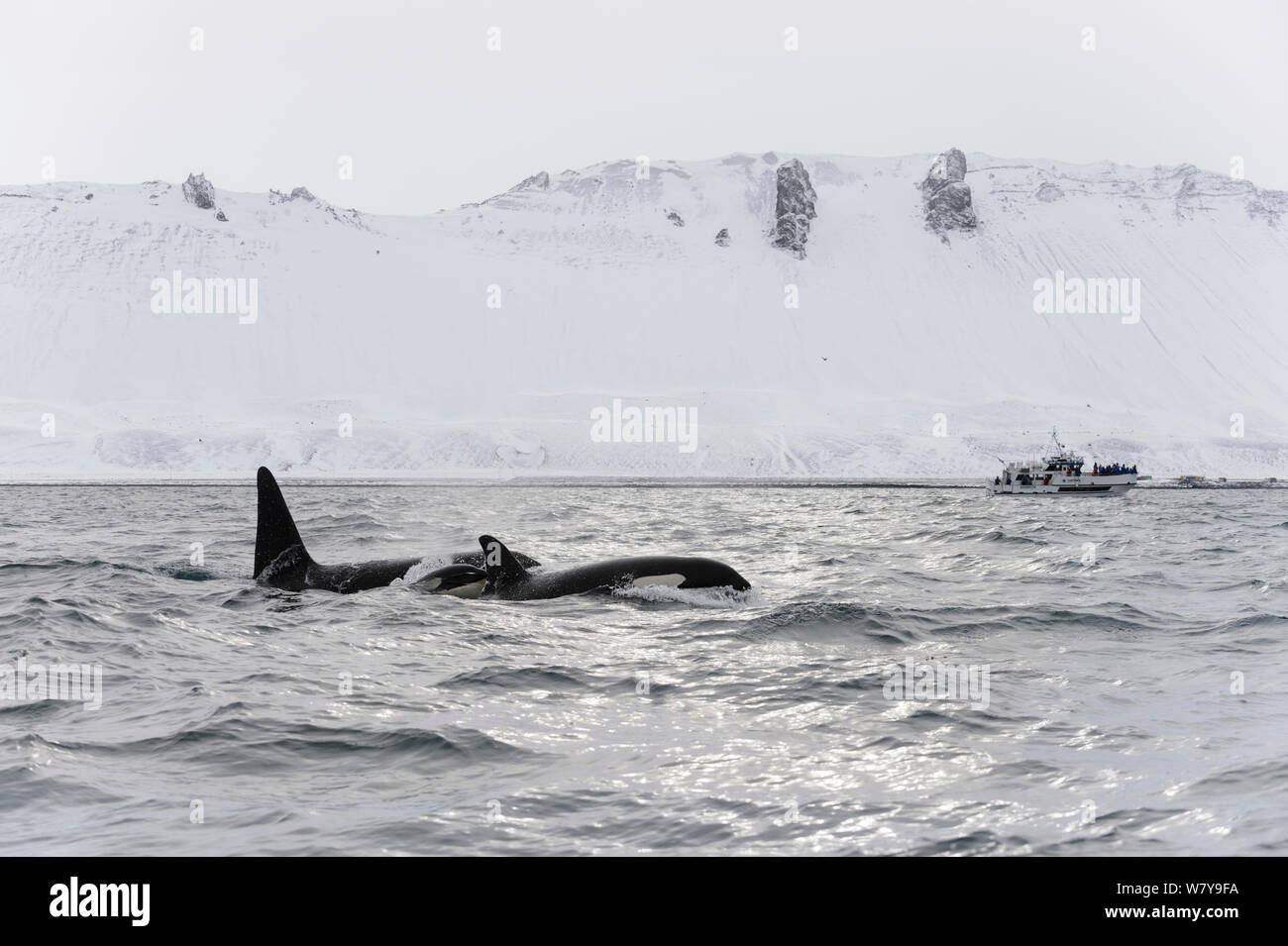 North Atlantic Schwertwal (Orcinus orca) junge männliche, erwachsene Frau und Kalb an Oberflächen mit Whale Watching Boot in der Entfernung. Grundarfjordur, Island, März 2014. Stockfoto