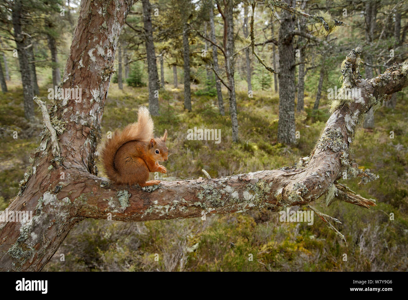 Eichhörnchen (Sciurus vulgaris) auf Zweig, Black Isle, Schottland, UK, April. Stockfoto