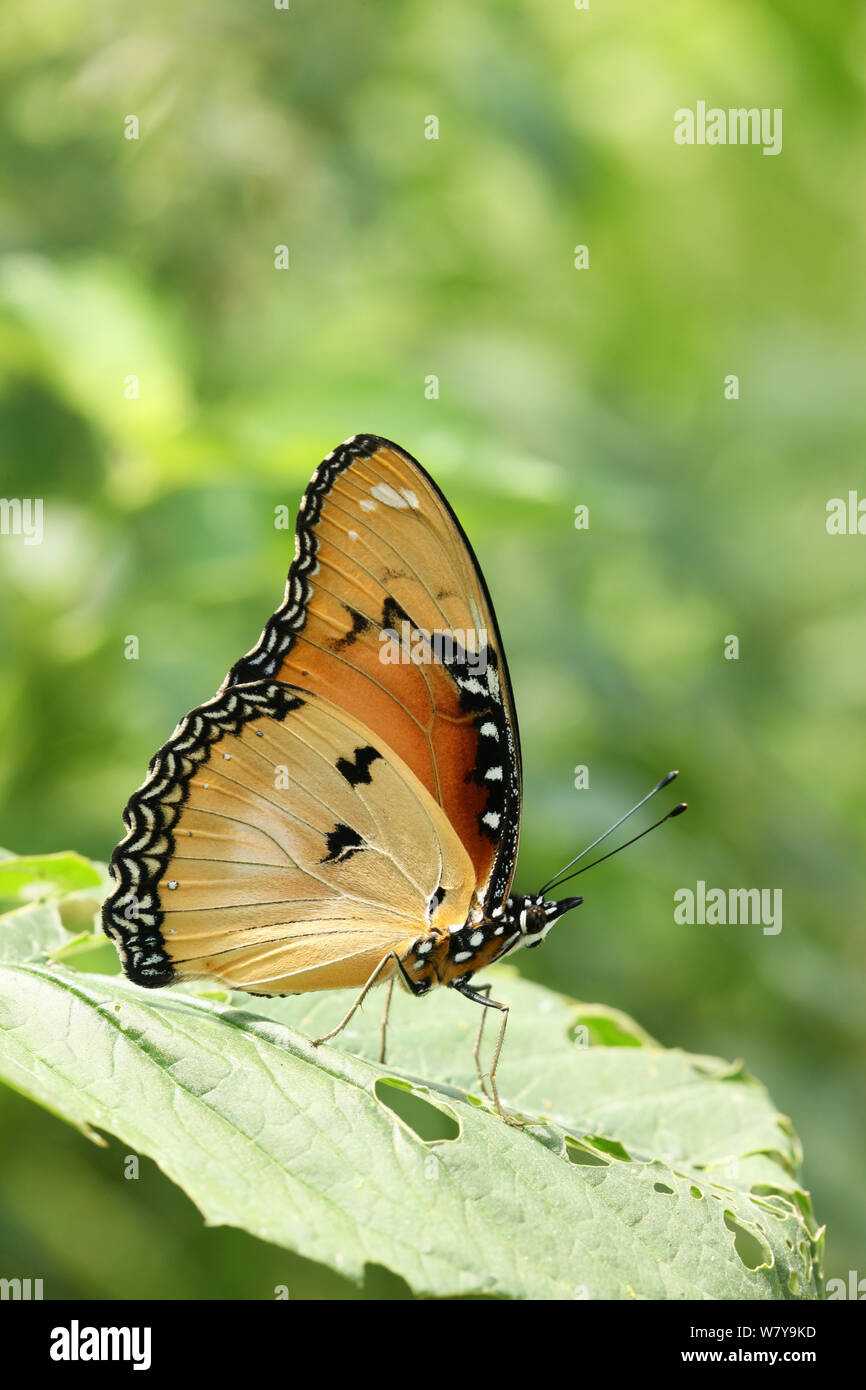 Plain Tiger Butterfly (Danaus chrysippus) September, Oman Stockfoto