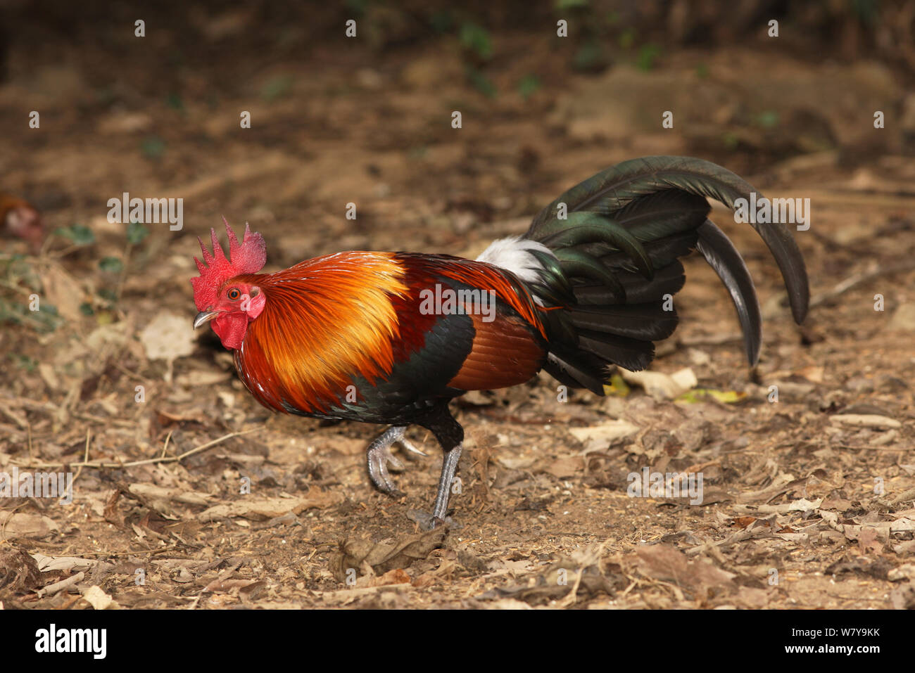 Red junglefowl (Gallus gallus) männlich, Thailand, Februar Stockfoto