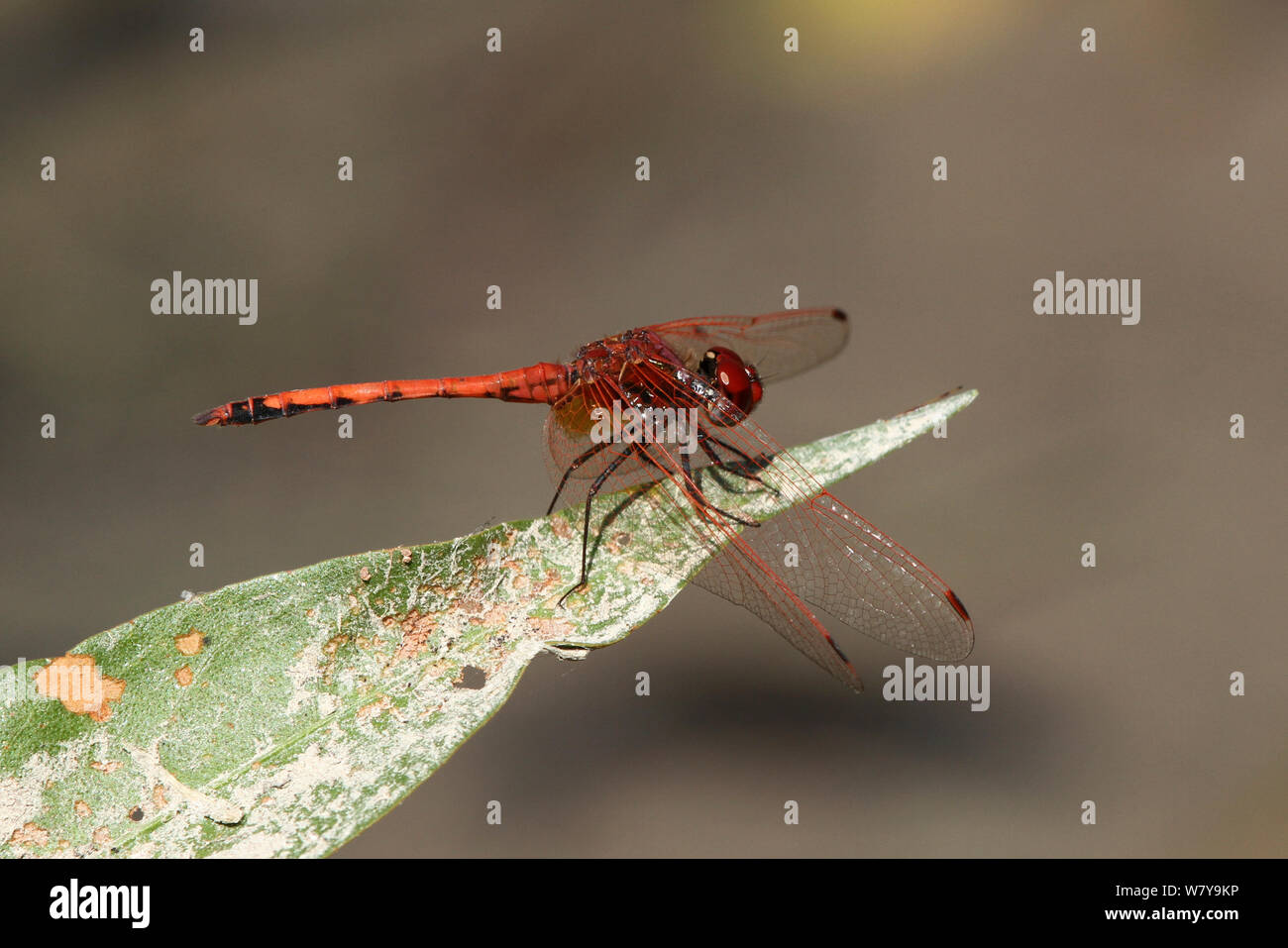 Rot geäderten dropwing Dragonfly (Trithemis arteriosa) männlich, Oman, November. Stockfoto