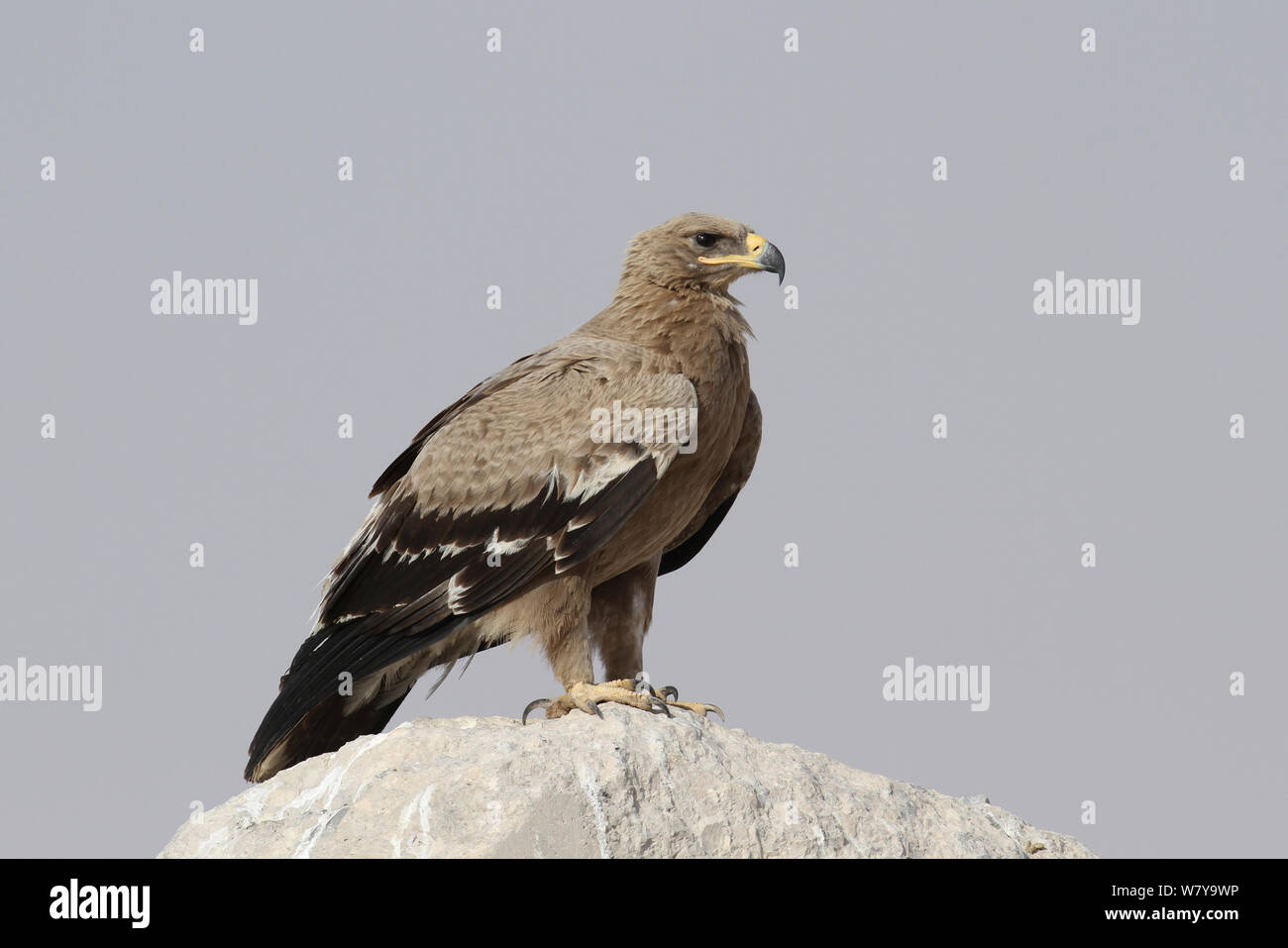 Steppe Eagle (Aquila nipalensis) auf Rock, Oman, Februar Stockfoto
