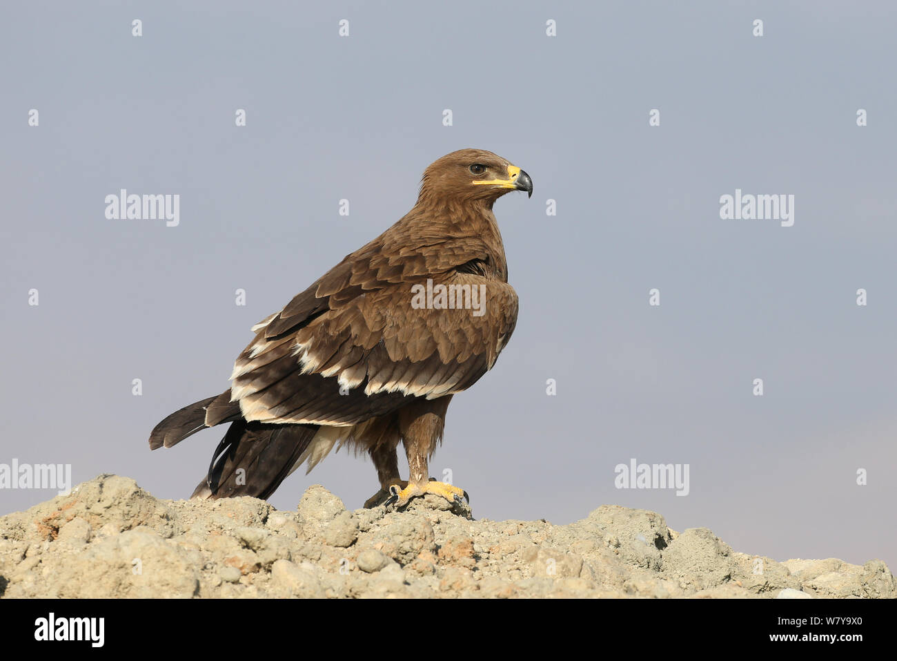Steppe Eagle (Aquila nipalensis) auf Felsen, Oman, November Stockfoto