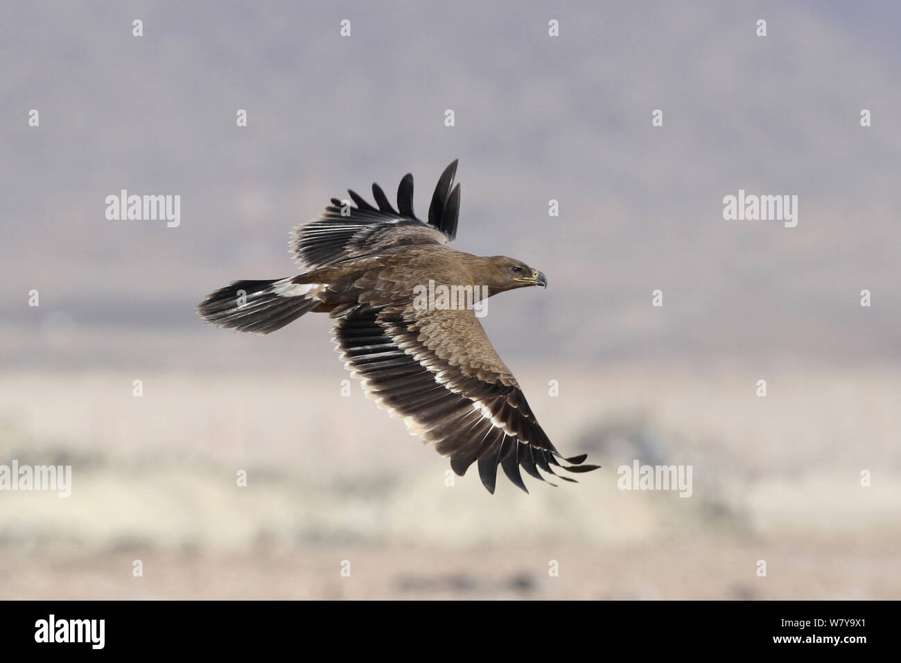 Steppenadler (Aquila Nipalensis) während des Fluges, Oman, November Stockfoto