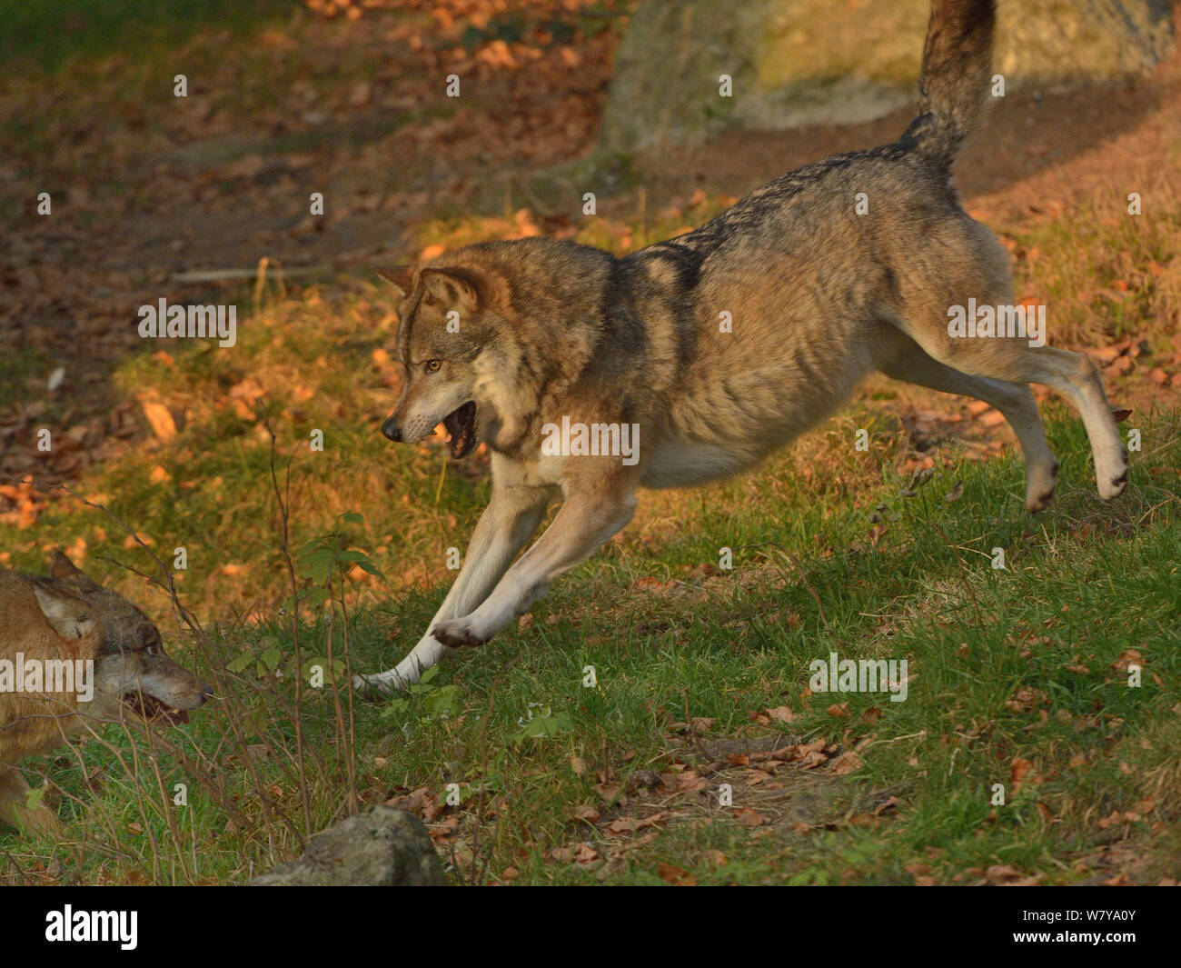 Eurasischen Wolf (Canis lupus Lupus) springen, Nationalpark Bayerischer Wald, Bayern, Deutschland gefangen. Stockfoto