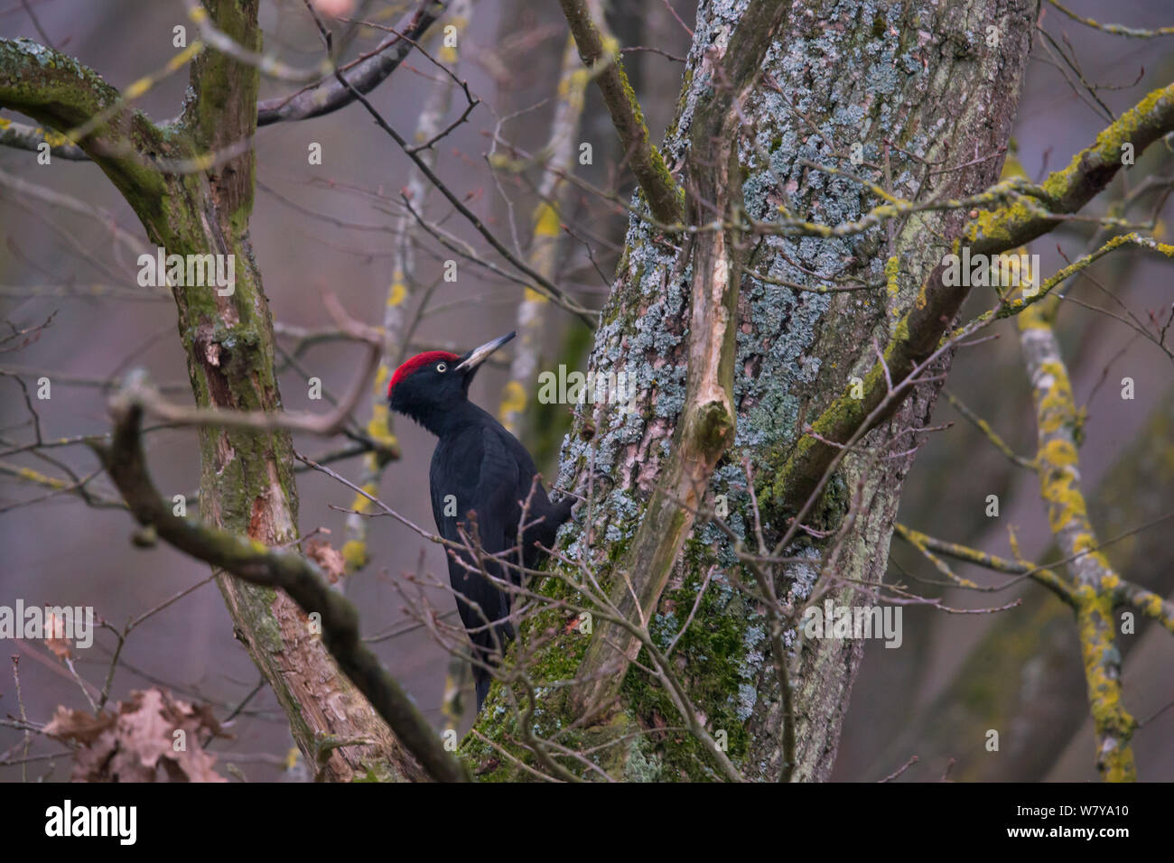 Schwarzspecht (Dryocopus martius), männlich, Rothenburg, Deutschland. März. Stockfoto