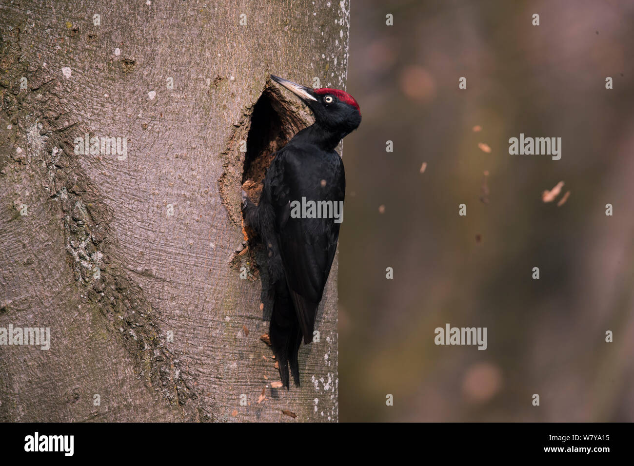 Schwarzspecht (Dryocopus martius), männlich Aushub nest Loch, Rothenburg, Deutschland. März. Stockfoto