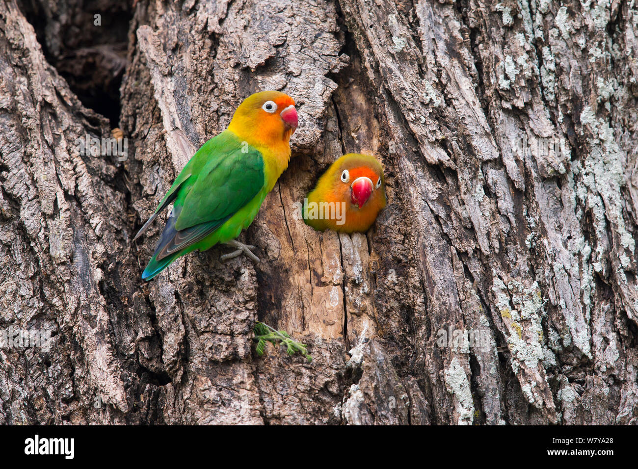 Fischer &#39;s lovebird (Agapornis Fischeri) Paar am Nest hole, Ndutu, Tansania. Stockfoto