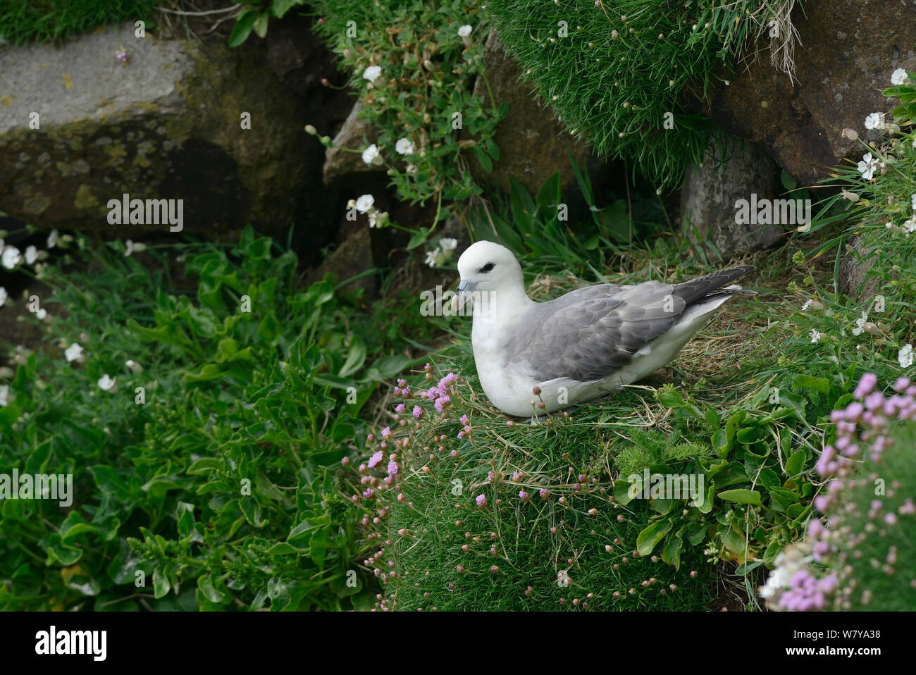 Eissturmvogel (Fulmarus glacialis) Nesting, große Saltee Inseln, County Wexford, Irland. Mai. Stockfoto
