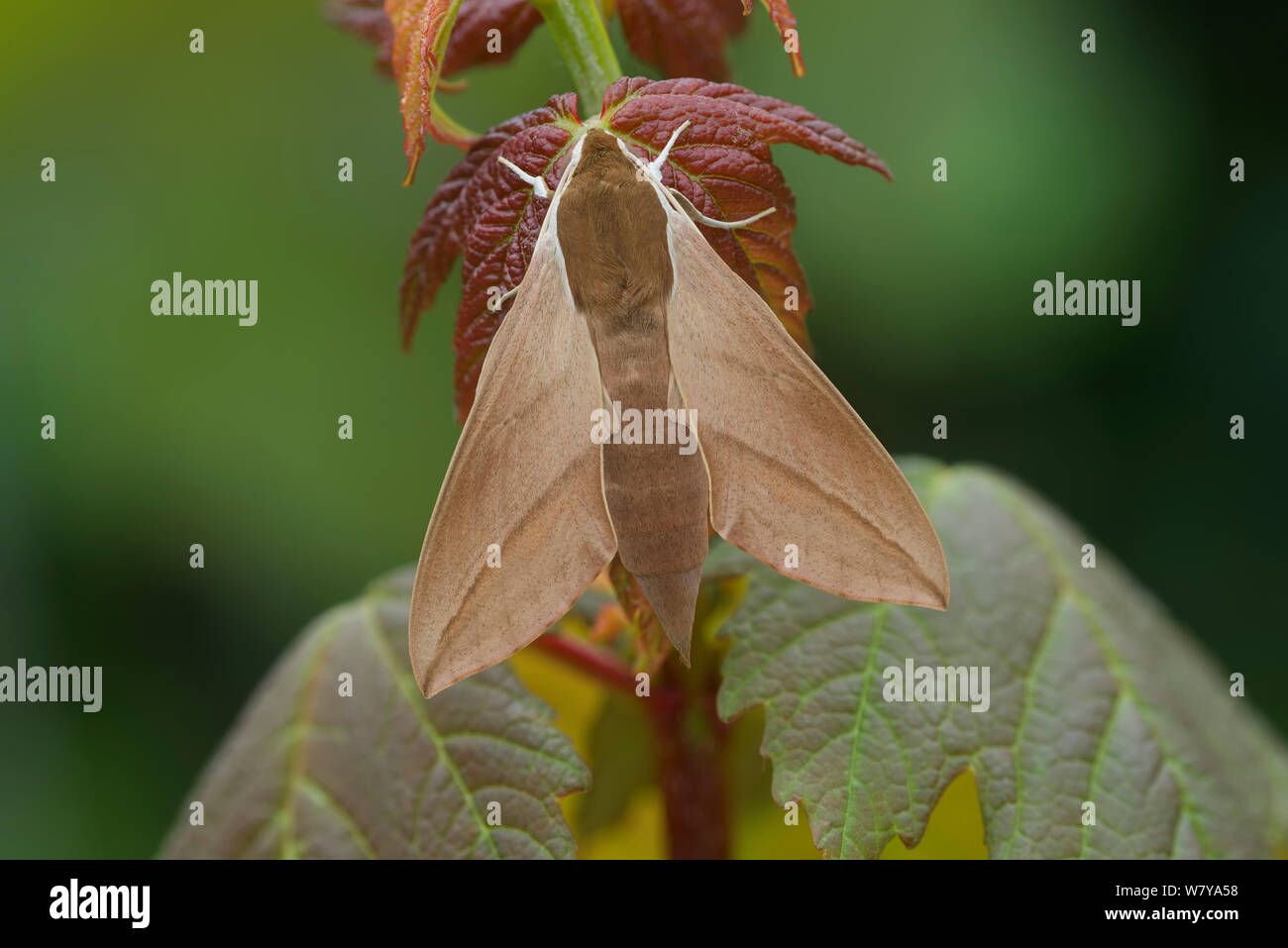 Levant tabakschwärmer (Theretra alecto) ausruhen, Sandia Mountains, Bernalillo, New Mexico, USA. Juni. Stockfoto