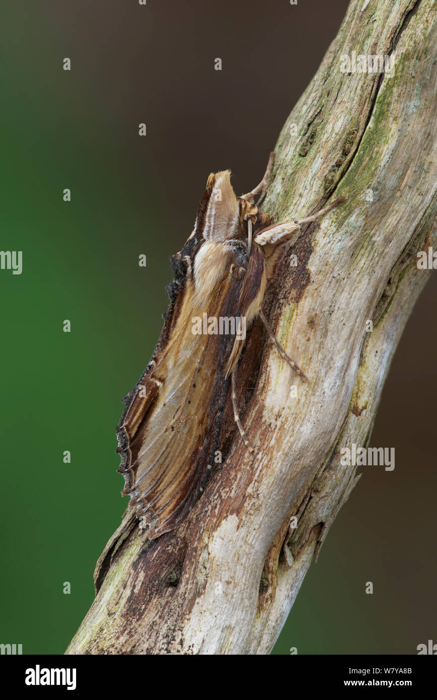 Königskerze Motte (Cucullia verbasci) auf einem Zweig, Leicestershire, England ruht. März. Stockfoto