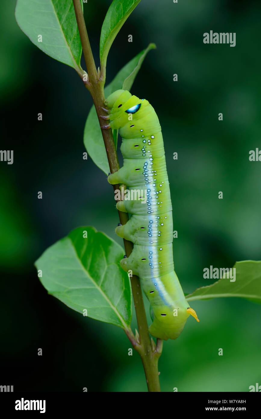 Oleander tabakschwärmer (Daphnis nerii) Caterpillar, endgültige instar, Kreta. August. Stockfoto