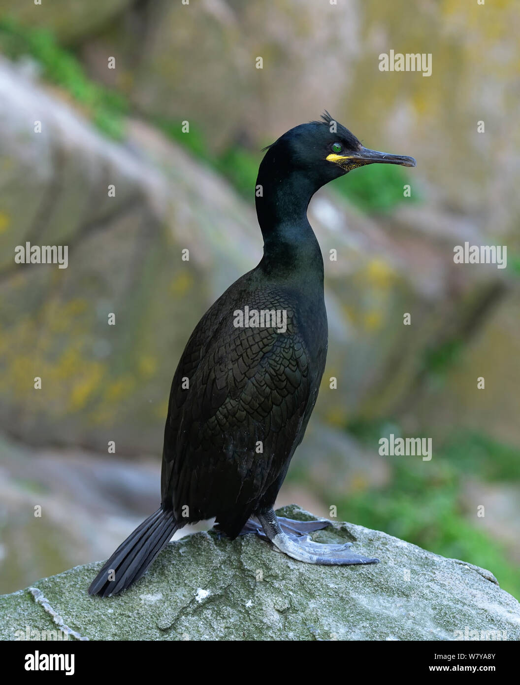 Shag (Phalacrocorax aristotelis) im Profil, Nordirland, Großbritannien. Mai. Stockfoto