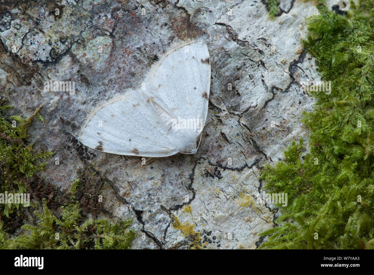 Weiß-Ritzel beschmutzt Motte (Lomographa bimaculata) ausruhen, Annagariff Holz National Nature Reserve, Moore Park, County Armagh, Nordirland, Großbritannien. April. Stockfoto