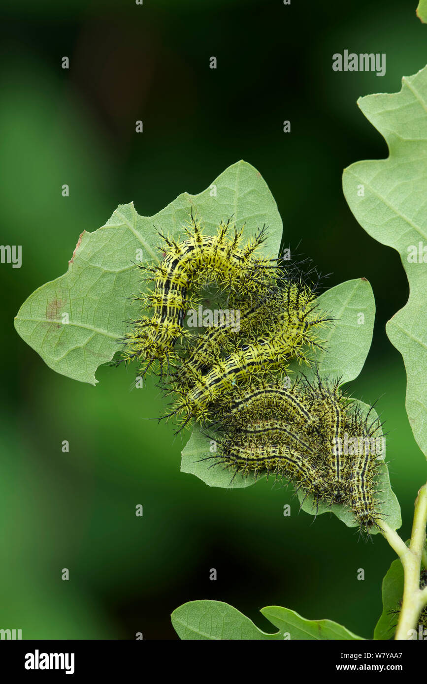 Zephyr eyed silkmoth (Automeris zephyria) Raupen (3. instar) Fütterung auf ein Blatt, New Mexico, USA. August. Stockfoto