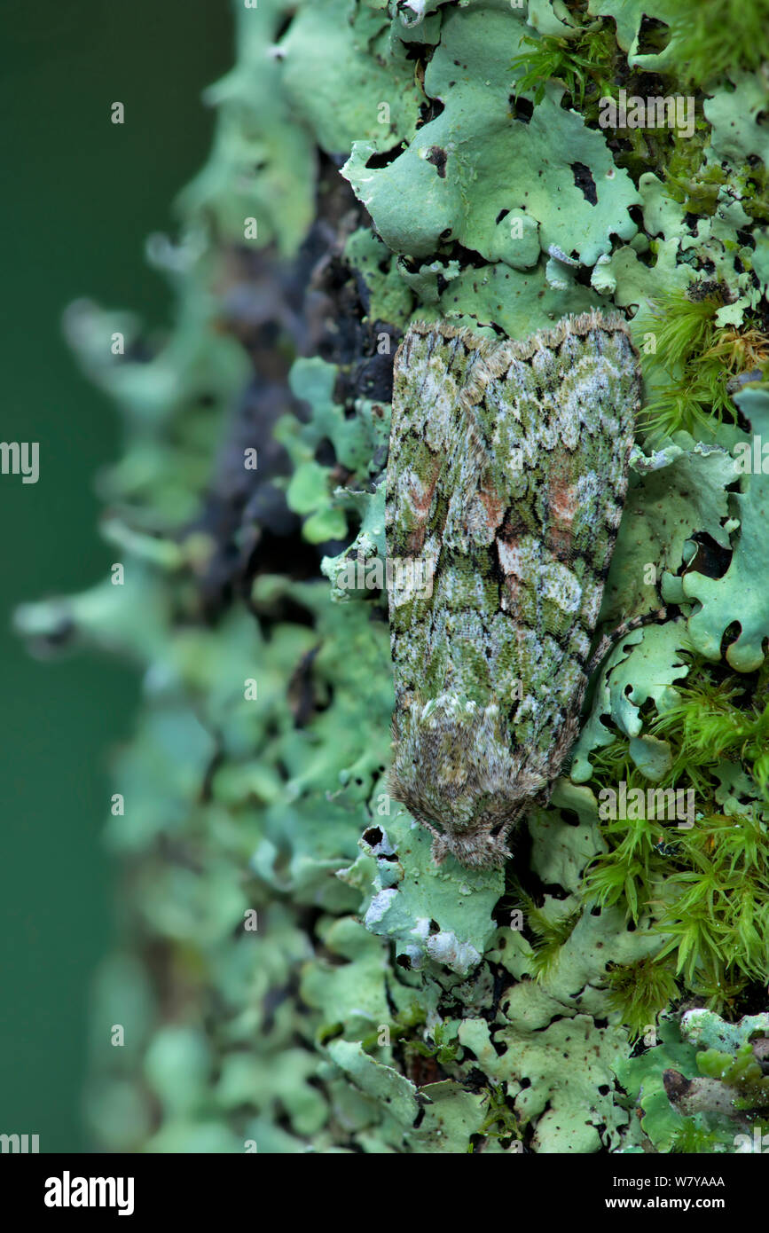 Gestromt grün Motte (Dryobotodes eremita) unter Moos und Flechten, Derryvore, County Fermanagh, Nordirland, Großbritannien, sich auszuruhen. September. Stockfoto