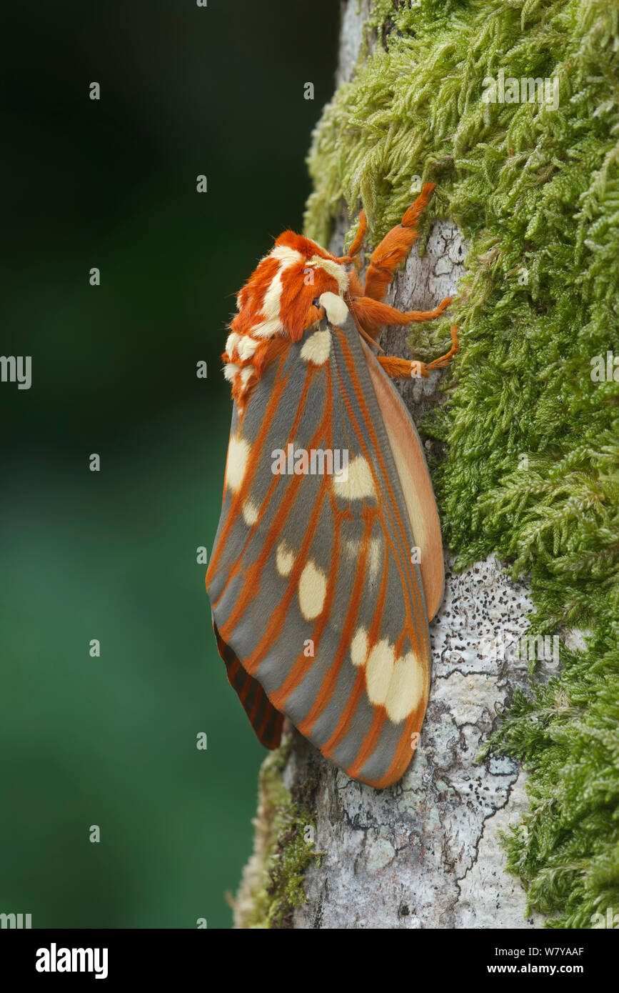 Regal Motte (Citheronia regalis) ruht, Maryland, USA. Mai. Stockfoto