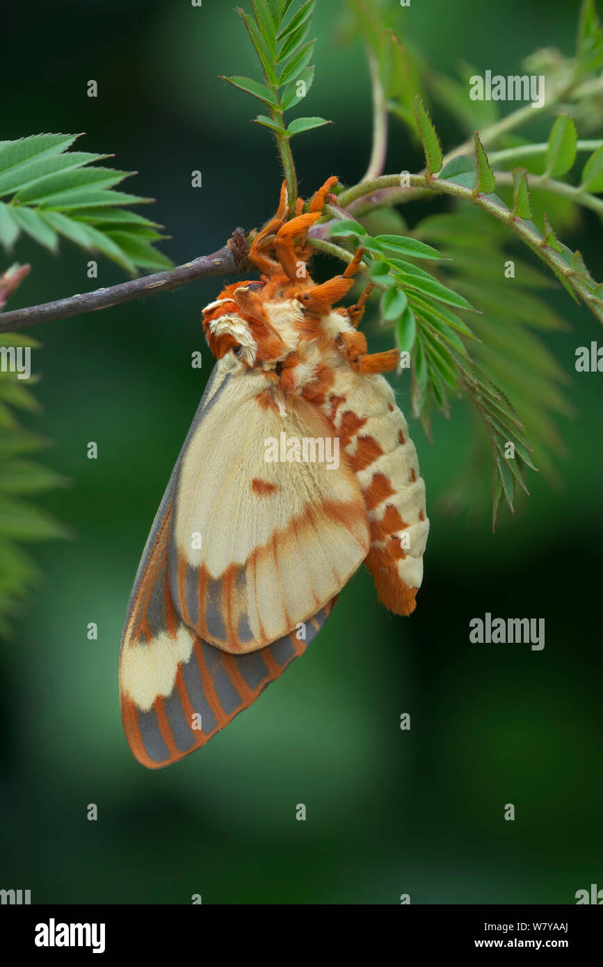 Regal Motte (Citheronia regalis) ruht, Maryland, USA. Mai. Stockfoto