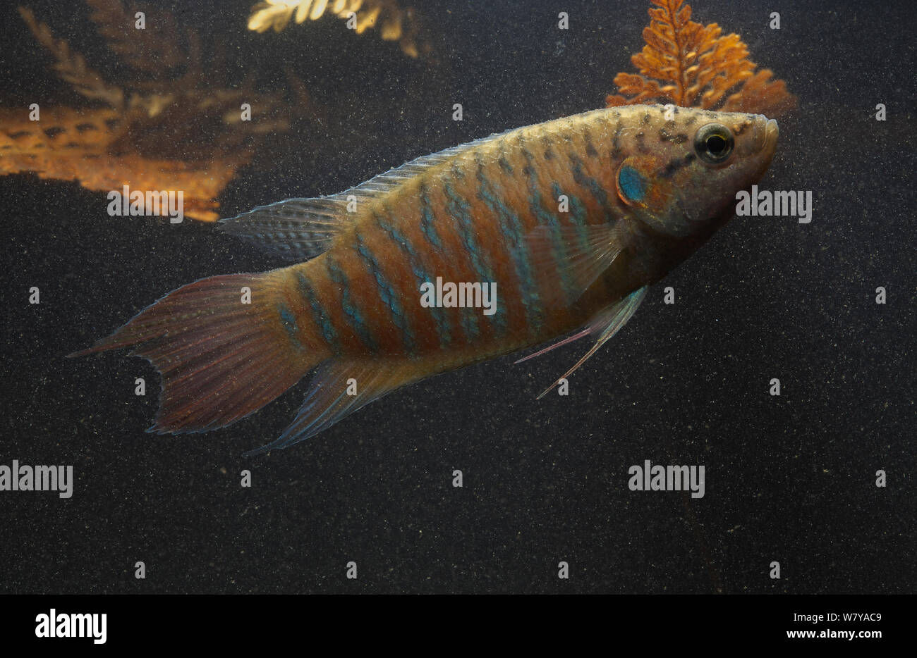 Paradies Fisch (Macropodus opercularis) der Stadt Guilin, Guangxi Province, China. November Stockfoto
