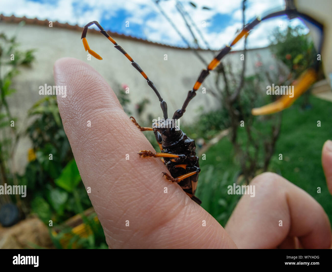 Lange - Horn Käfer mit großen Antenne auf einer menschlichen Hand, Insekt in einem Garten gefunden Stockfoto